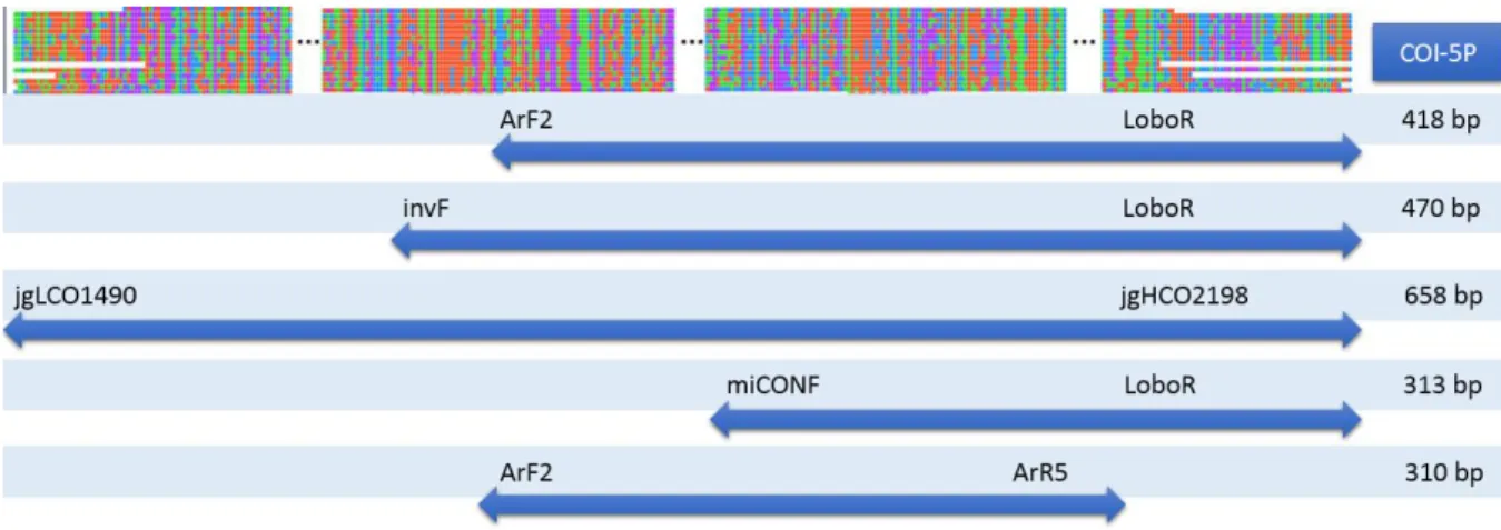 Figure 4 Schematic representation of the amplicons and their size, generated after PCR amplification