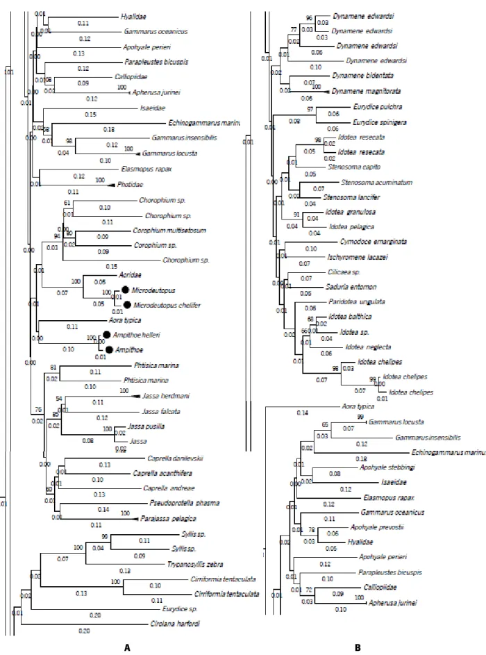 Figure 6 Phylogenetic NJ tree created from 315 sequences of A - full COI-5P DNA barcodes (658 bp) and B - short  COI-5P fragments (158 bp) of our reference library