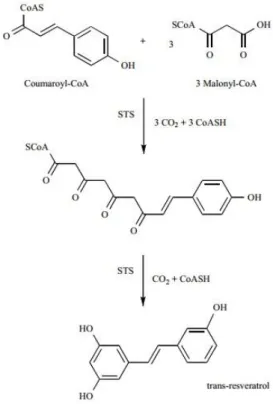 Figure  3.  Schematic  representation  of  trans-resveratrol  biosynthesis  by  stilbene  synthase 51 