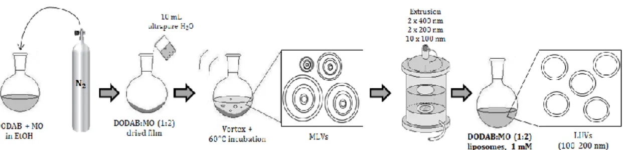 Figure 9. Schematic representation of the preparation of plain DODAB:MO (1:2) liposomes  by the lipid film hydration plus extrusion technique (adapted from  96 )