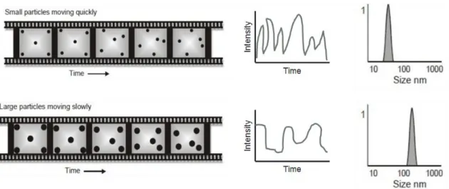 Figure 14. Schematic representation of particles moving randomly in a liquid. Their motion  speed results in different intensity fluctuations which are used to determine particle size  (adapted from  101 )