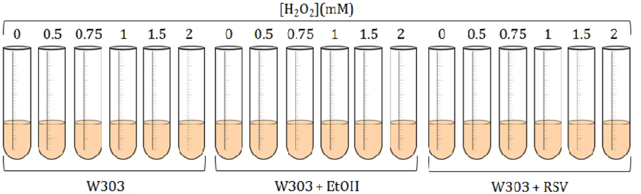 Figure  21.  Schematic  representation  of  growth  experiments  to  evaluate  the  effect  of  resveratrol on yeast growth in the presence of H 2 O 2 