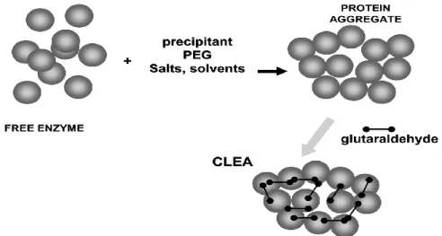 Figure    5  –  Formation  of  a  solid  aggregate  of  enzymes  by  cross-linking  immobilization  (adapted  from  Barbosa et al., 2014)