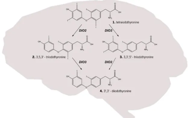 Figure 1 | Thyroid hormone metabolism. Within the brain the tetraiodothyronine (T4; structure 1) can be converted into the  more active form 3,5,3  - triiodothyronine (T3; structure 2) by the action of type II iodothyronine deiodinase (DIO2) or the inactiv