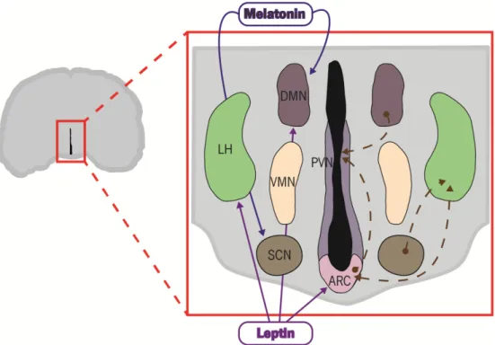 Figure  3  | Link  between  photoperiod  and  energy  balance  regulation.  Schematic  representation  showing  the  main  hypothalamic nuclei involved in energy balance and their interrelated connections (right side) as well the action of the hormones  me
