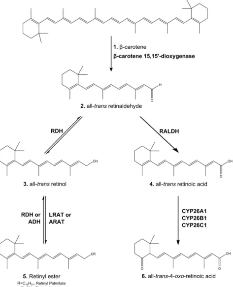 Figure 4 | The major metabolic pathway of retinol in nonvisual mammalian cells. Retinol is obtained from dietary in the  form of retinyl esters (structure 5) and/or  -carotene (structure 1)