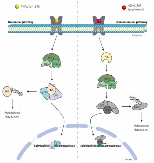 Figure  6  | Schematic  representation  of  the  canonical  and  non-canonical  pathways  of  NF-κB  activation