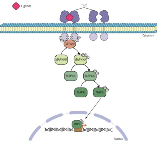 Figure 7 | Schematic representation of the MAPK pathway activation. The extracellular ligand binding to the  tyrosine kinase receptor (TKR) and its dimerization cause a conformational change that allows the autophosphorylation  of  the  cytosolic  portion 