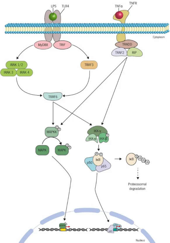 Figure 8 | Schematic overview of activation of NF-κB and MAPK pathways by LPS and TNFα