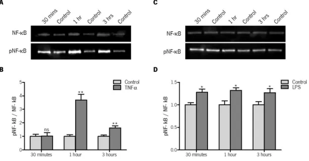 Figure 9 | Western blot analyses of NF-κB pathway activation by TNFα and LPS, in GT1-7 cells