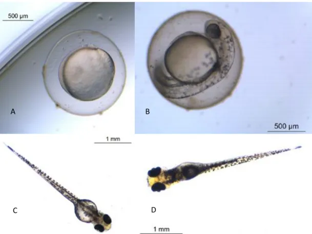Figure  4:  Zebrafish  at  several  time-points  of  ZET  experiment.  A:  8  Hours  post  fertilization; B: 32 Hours post fertilization; C: 56 Hours post fertilization; D: 80 Hours  post fertilization