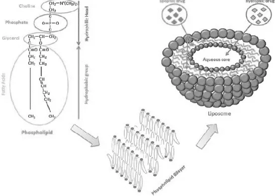 Figure 6: Liposome structure, from (Laouini et al., 2012) 