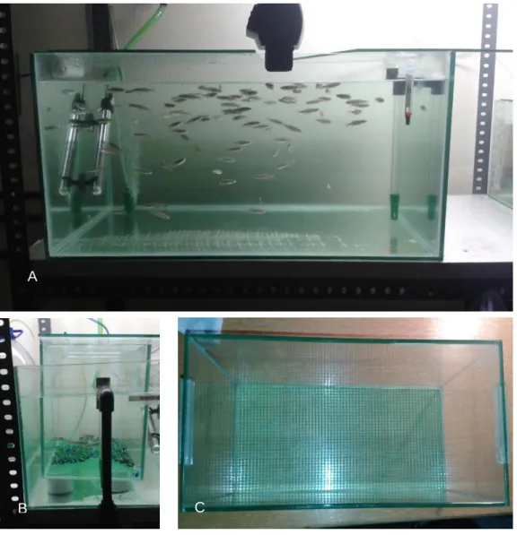 Figure 10: A: Stock of Reproducers Aquarium; B: Breeding internal auxiliary  aquarium assembled for use; C: Breeding internal auxiliary aquarium