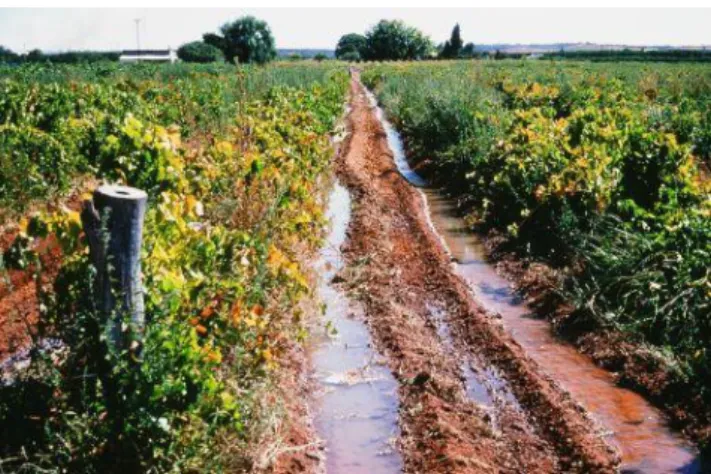 Figure 4 - Furrow Irrigation in vineyard in Australia (http://pir.sa.gov.au) 