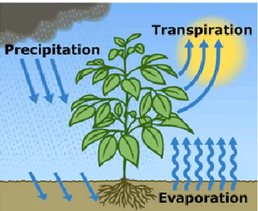 Figure 6 – Evapotranspiration. Image from site water.usgs.gov 