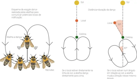 Figura  4-  Esquema  ilustrativo  do  processo  de  comunicação  direta  através  de  danças  (waggle  dance)  realizado  por  abelhas