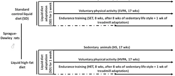 Fig. 1. Design of the diet and exercise training protocol. HET, endurance trained animals with access to high-fat liquid diet; HS, sedentary animals with access to high-fat liquid diet; HVPA,
