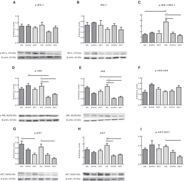 Fig. 4. The effect of diet, voluntary physical activity and endurance training on hepatic insulin signaling and stress parameters