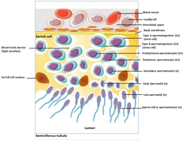 Figure  1.3. Schematic  simplified  representation  of  the  seminiferous  tubules  and  spermatogenesis
