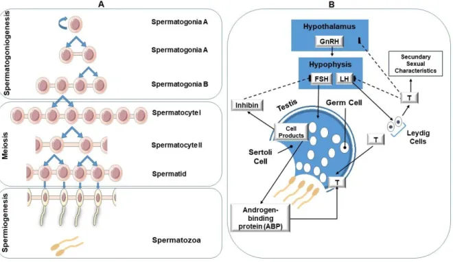 Figure 1.4. Spermatogensesis (A) and its Hormonal regulation (B). Spermatogenesis is the process that culminates  in the production of haploid sperm