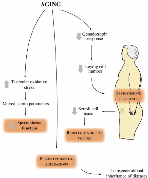 Figure  1.3.  The  aging  effects  in  the  male  reproductive  function.  As  age  advances  the  amount  of  gonadotropin-releasing hormone secreted from the hypothalamus also decrease and this is reflected in lower 