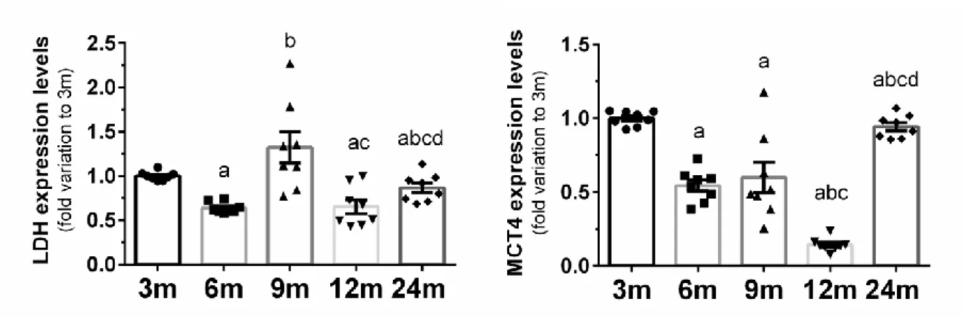Fig. 5. Effect of age on rat testicular tissue oxidative damages. The figure shows changes in lipid peroxidation (4- (4-HNE), protein nitration (Nitro-Tyr) and carbonylation (DNPHZ) levels