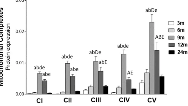 Fig. 6. Effect of aging on rat testicular mitochondrial complexes expression at different ages