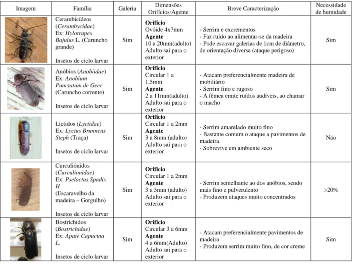 Tabela 1 - Resumo dos principais insetos responsáveis pela degradação de estruturas de  madeira (Freitas, 2012) (Arriaga, 2002) (Web01) 