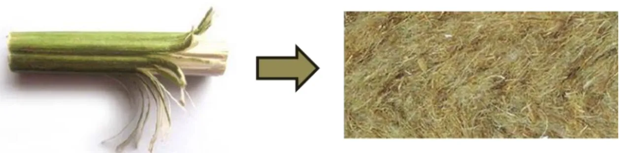 Fig. 7 - Processo de extração à transformação das fibras de cânhamo (R.Eires, 2006) 