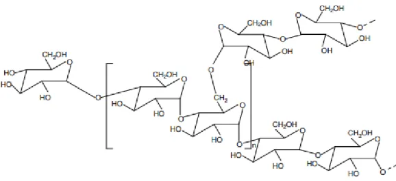 Figura 3-5 Representação da Estrutura Química de Amilopectina. 