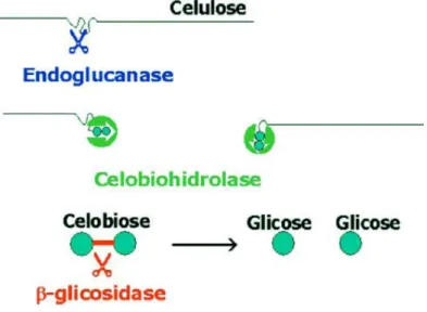 Figura 3.3. Ação das celulases no polímero de celulose.  