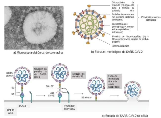 Figura 1. Estrutura e entrada do SARS-CoV-2 na célula. A) Primeira imagem do coronavírus por microscopia  eletrônica de coloração negativa