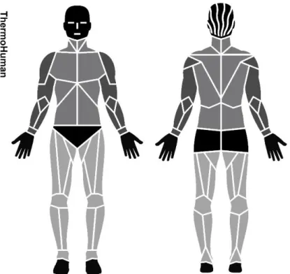 Figure 1. ROIs analyzed using ThermoHuman®. Note: arms: dark gray; trunk: gray  and; legs: soft gray