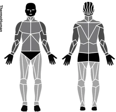 Figure  1:  ROIs  analyzed  using  ThermoHuman®,  and  integrated  ROIs  for  the  arms  (dark gray), trunk (gray), and legs (soft gray)