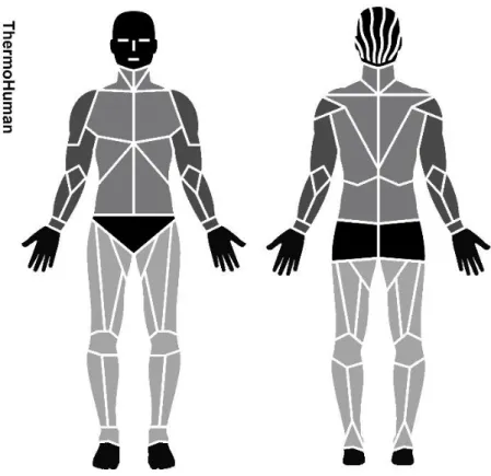 Figura 1: RCI analisadas pelo software ThermoHuman®.  Nota: braços (cinza escuro), tronco  (cinza) e membros inferiores (cinza claro).