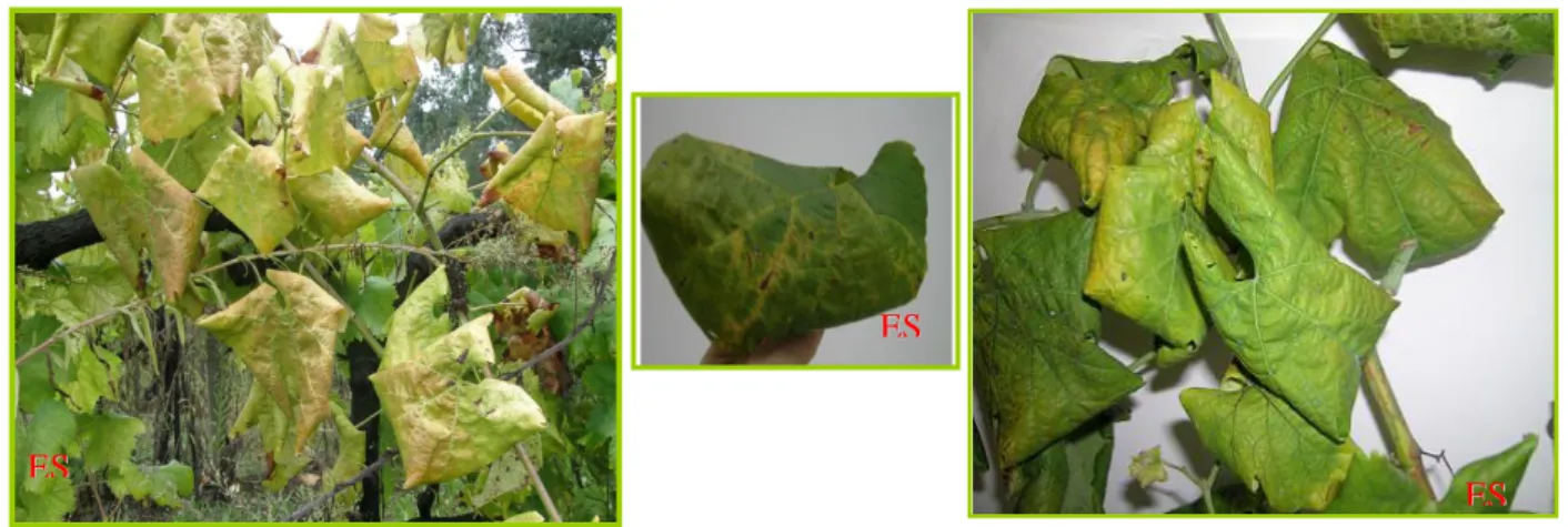 Figura 1- Sintomas nas folhas 