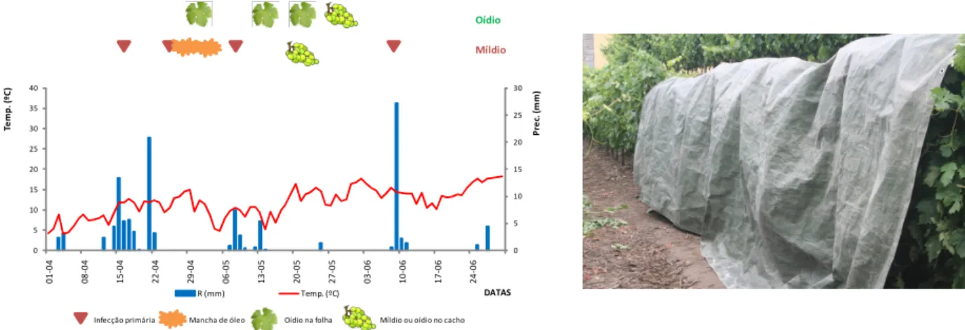 Figure 2 - Development of downy mildew and powdery mildew in the region (example for the Régua (Baixo Corgo) climate station)