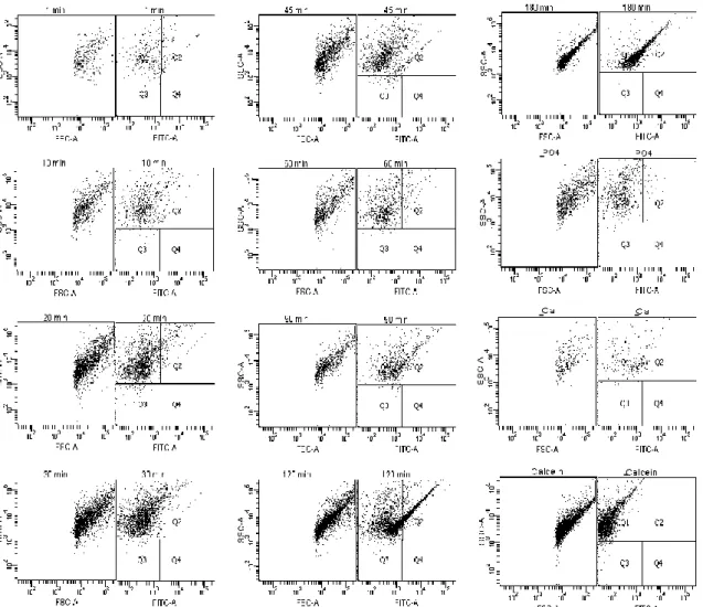 Figure 6 - Flow cytometry analyses: Calcification propensity for FCS and controls analysed after the CPPs  sample: – without PO4; without Ca; without Calcein