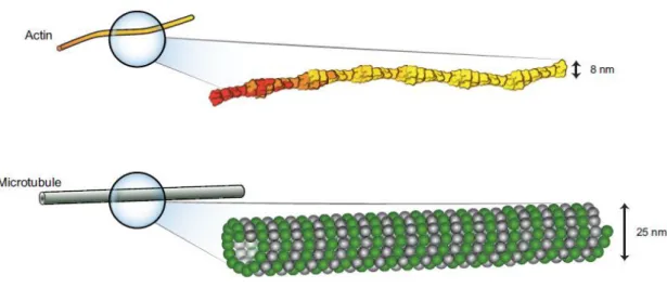 Figure  2  -  Diameters  and  form  of  different  cytoskeletal  elements.  Actin  filaments  are  semi-flexible  polymers with a diameter of 8 nm
