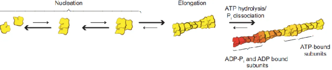 Figure  3  –  The  kinetics  of  actin  assembly.  Actin  polymerization  from  the  pool  of  actin  monomers  happens in two phases