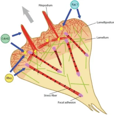 Figure 4 - Distribution of adhesions and actin structures inside the cell, indicating the role of the different  Rho family GTPases (Cdc42, Rho, Rac1) at specific regions in a migrating cell [74]