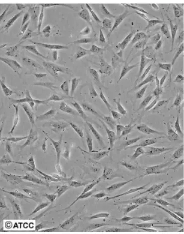 Figure 7 – Contrast phase image of high density NIH-3T3 cells. Scale bar: 100 µm [48].