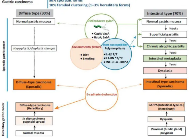 Figure 2 - Clinicopathological profiles of Diffuse and Intestinal Gastric Cancer 11 .