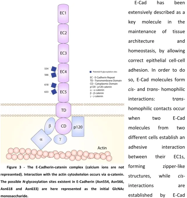 Figure  3  -  The  E-Cadherin-catenin  complex  (calcium  ions  are  not  represented)