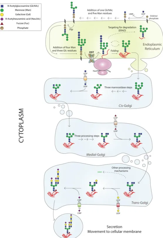 Figure  5  -  N-glycosylation  process  occurs  in  the  endoplasmic  reticulum  and  the  Golgi  compartment
