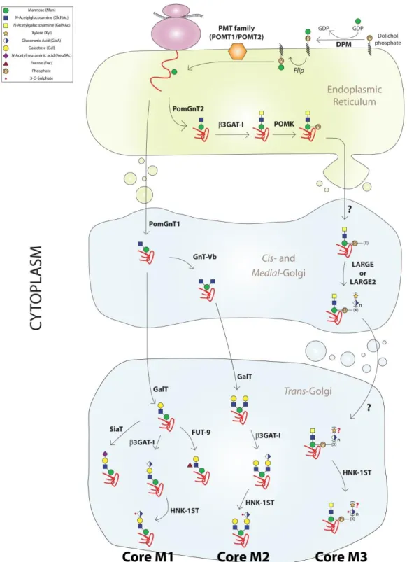 Figure 6 - O-mannosylation process initiates in the endoplasmic reticulum by the action of POMT1 or POMT2  that  transfer  a  mannose  residue  to  a  nascent  protein