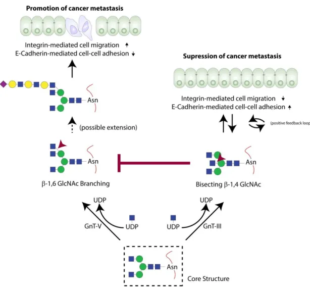 Figure 8 - Alterations in the structure and function of E-Cadherin occur due to the action of GnT-III and GnT-V