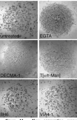 Figure  11  -  Slow  aggregation  assays  performed using the MDCK cell line using an  E-Cadherin  antibody  (DECMA-1)  and  a   T[α1-Man]-specific antibody allowed to understand  the importance of  O-mannosyl  glycans in  cell-cell  adhesion