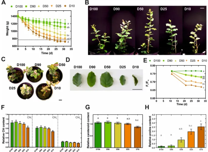 Figure 3.1. Characterization of morphological and physiological traits of Q. suber plantlets subjected  to long-term drought stress