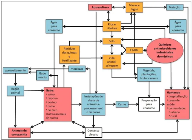Figura 2: Principais fontes de pressão selectiva (vermelho), reservatórios ambientais (laranja) e vias de  disseminação de antibióticos e resistência bacteriana (azul)